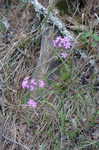 Downy phlox